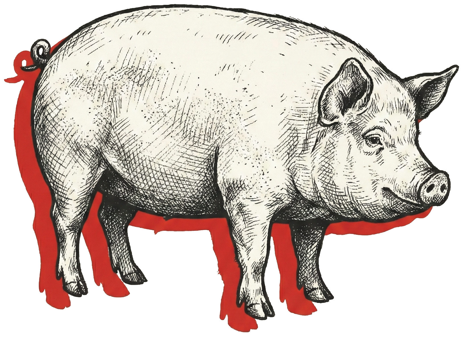 Winola Farm pig