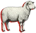 Winola Farm sheep